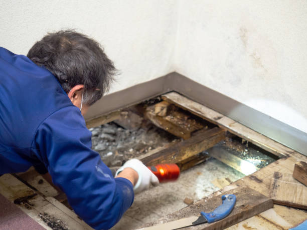 Best Crawl Space Mold Removal  in Wlow Springs, IL