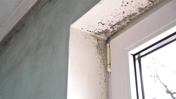 Best Local Mold Removal Service  in Wlow Springs, IL