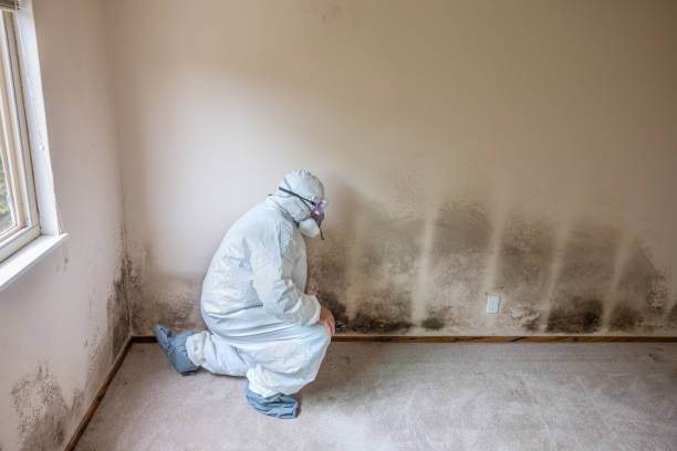 Best Mold Cleaning Services  in Wlow Springs, IL