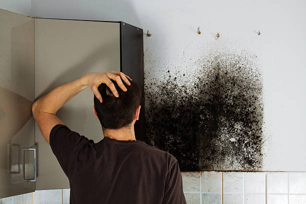 Best Toxic Mold Removal  in Wlow Springs, IL