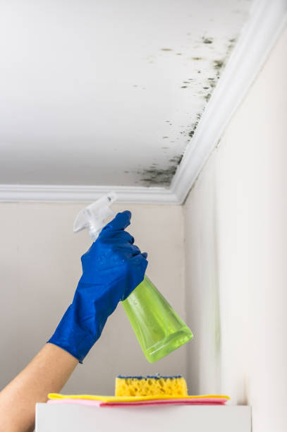 Best Mold Damage Repair  in Wlow Springs, IL